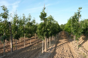 Arbres d´ornement ou fruitiers et arbustes