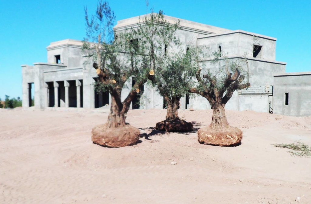 creation_jardin_terrasses