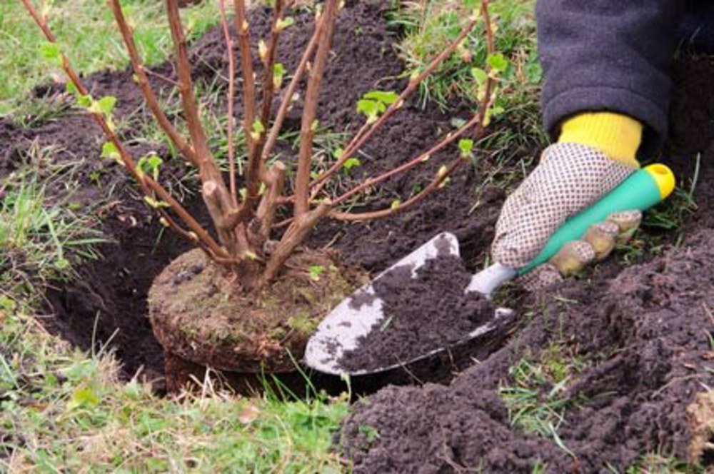 PLANTES