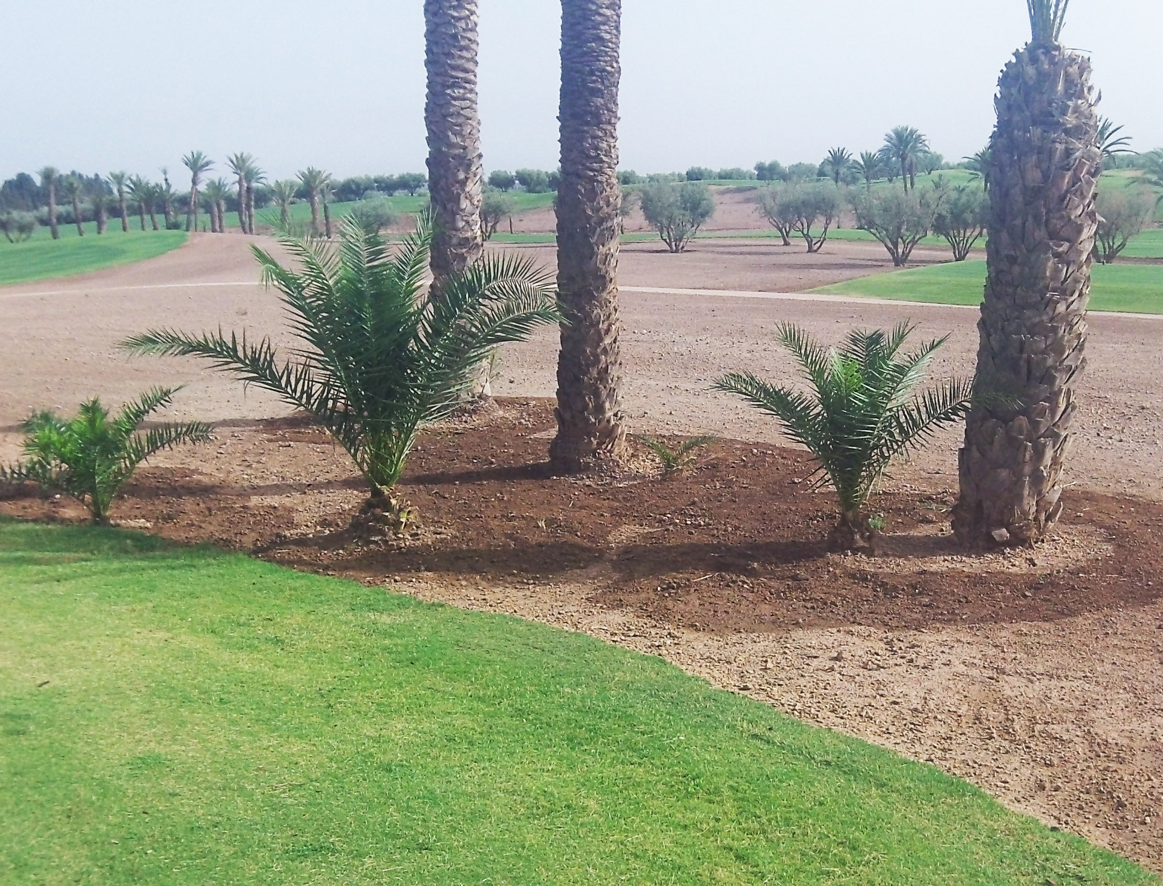 Vente plantes et arbres